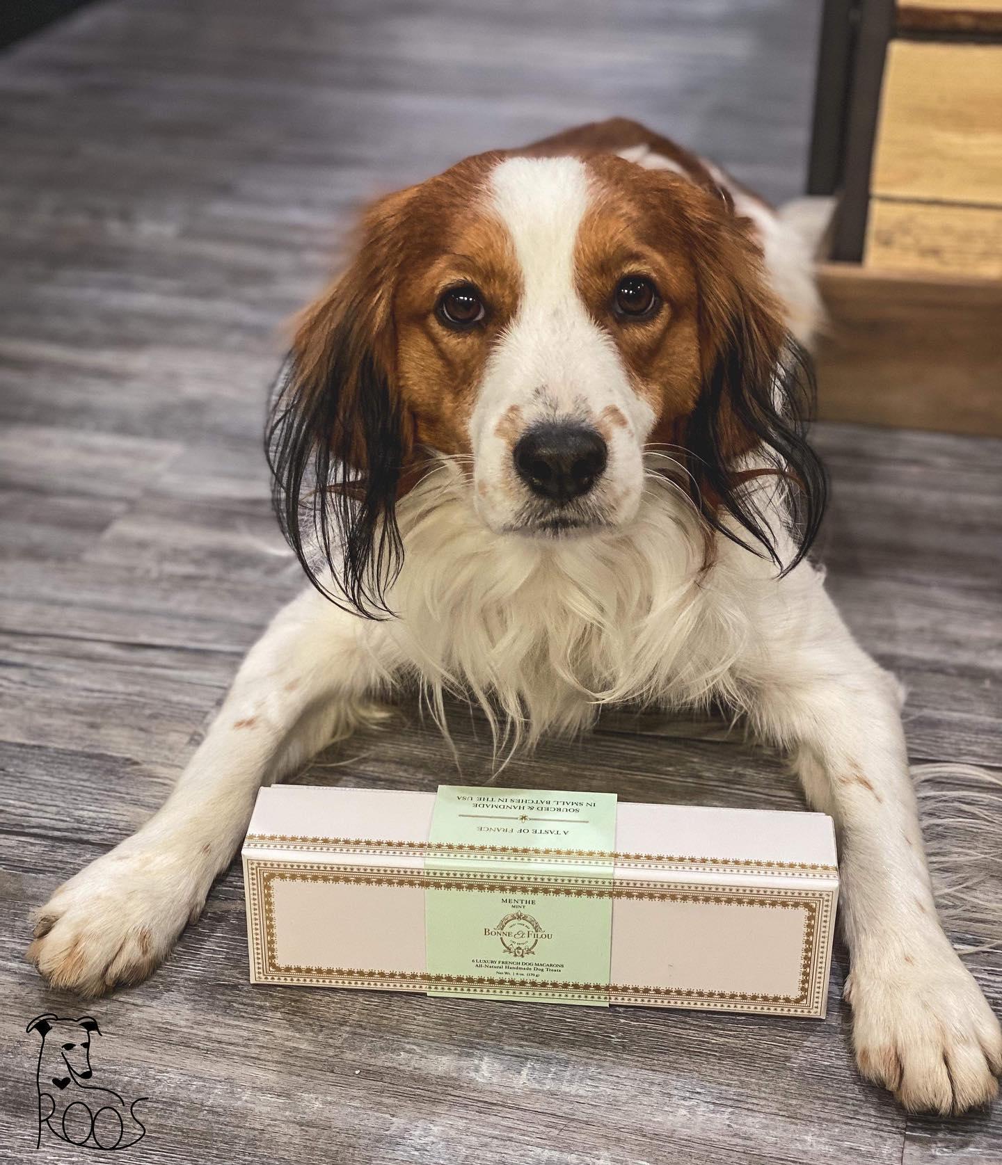 Does your pet need nutritional advice consultations? Roo's Holistic Pet Supplies provide access to organic, premium,and raw diets, and a wide range of holistic supplements for companion animals.