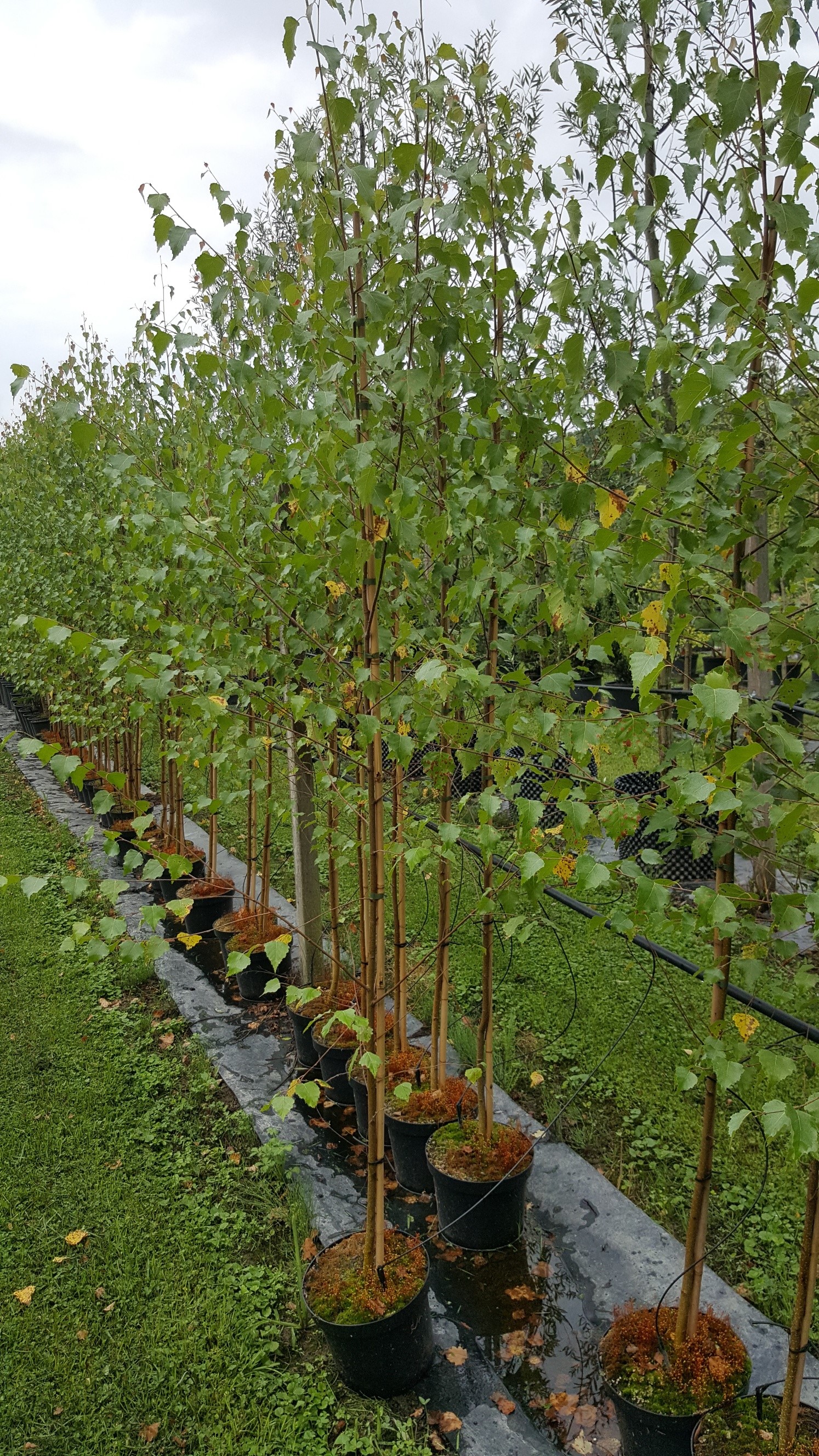 Emme Forstbaumschulen AG, Schachen 9 in Wiler b. Utzenstorf