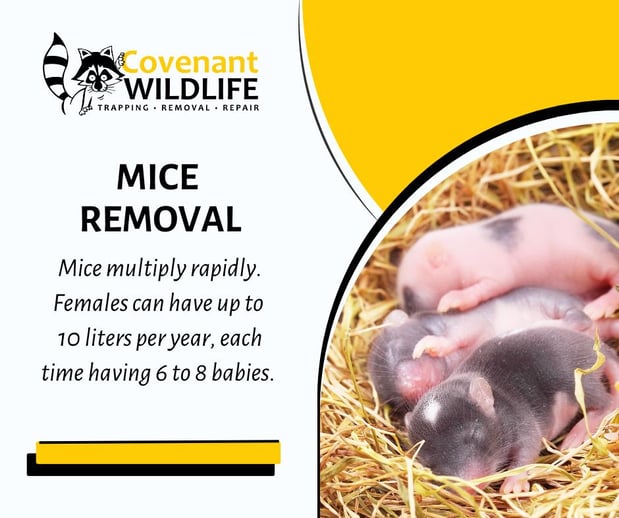 Images Covenant Wildlife