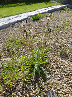 Bild 1 von Apotheke Zum Auge Gottes Mag. G. Libowitzky KG