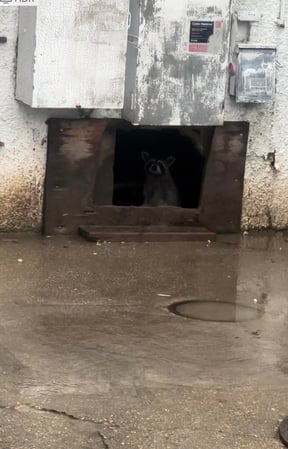 Images JPC Exterminating, LLC