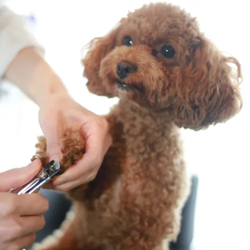 Image of Local Pet Event Nail Trim Saturday (3rd Saturday every month) Nearby