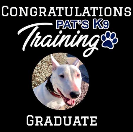 Image 6 | Pat's K9 Training, LLC