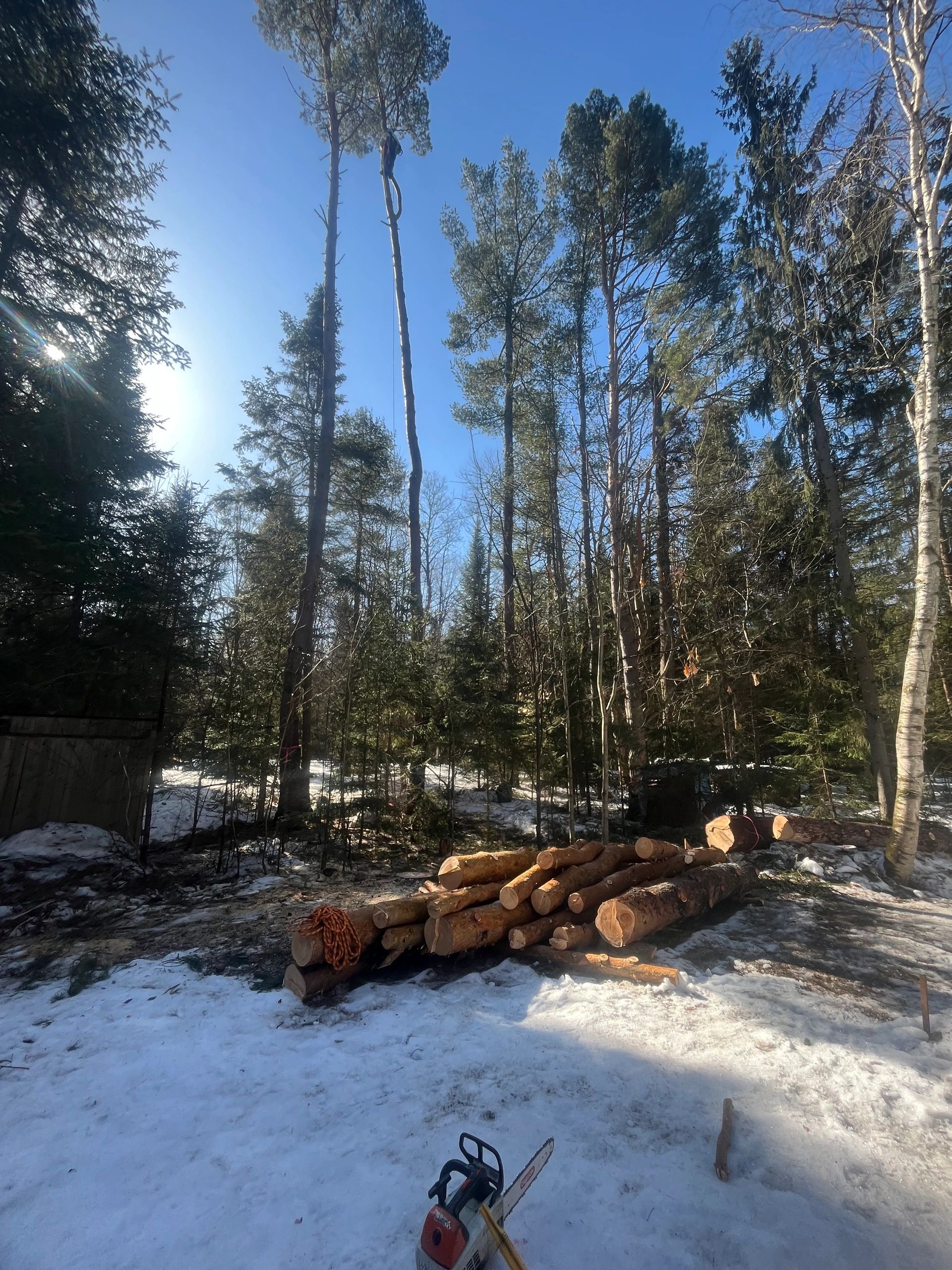 Images Élagage Frère d'Arbres
