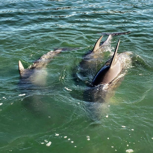 Images Cool Beans Cruises