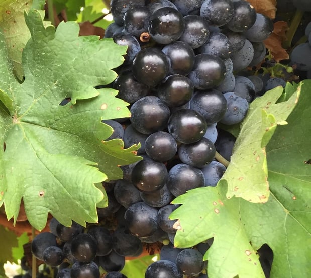 Images Robert Clay Vineyards Estate Winery & Tasting Room