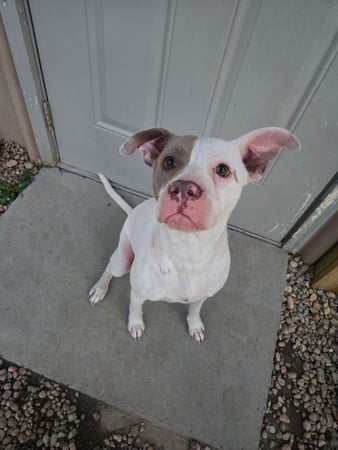 Images Dragonfly Dog Grooming LLC