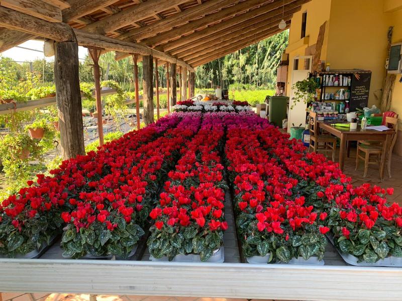 Images Vivaio Masullo Piante