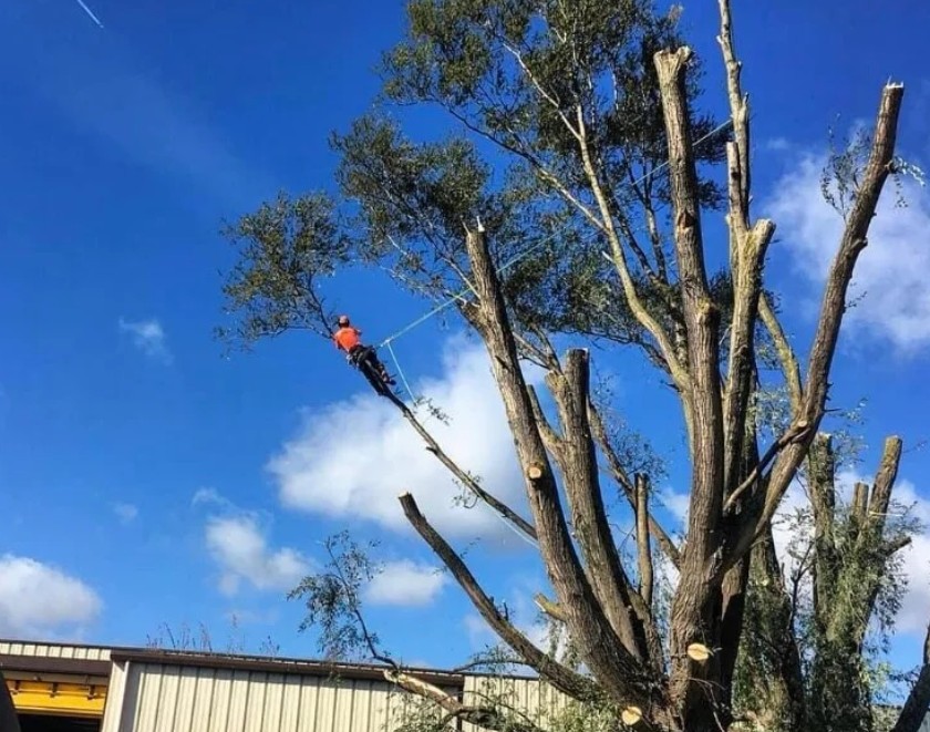 J.D’S Gardening & Tree Service 5