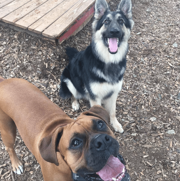 Images Paws 'n Play - The Dogshouse