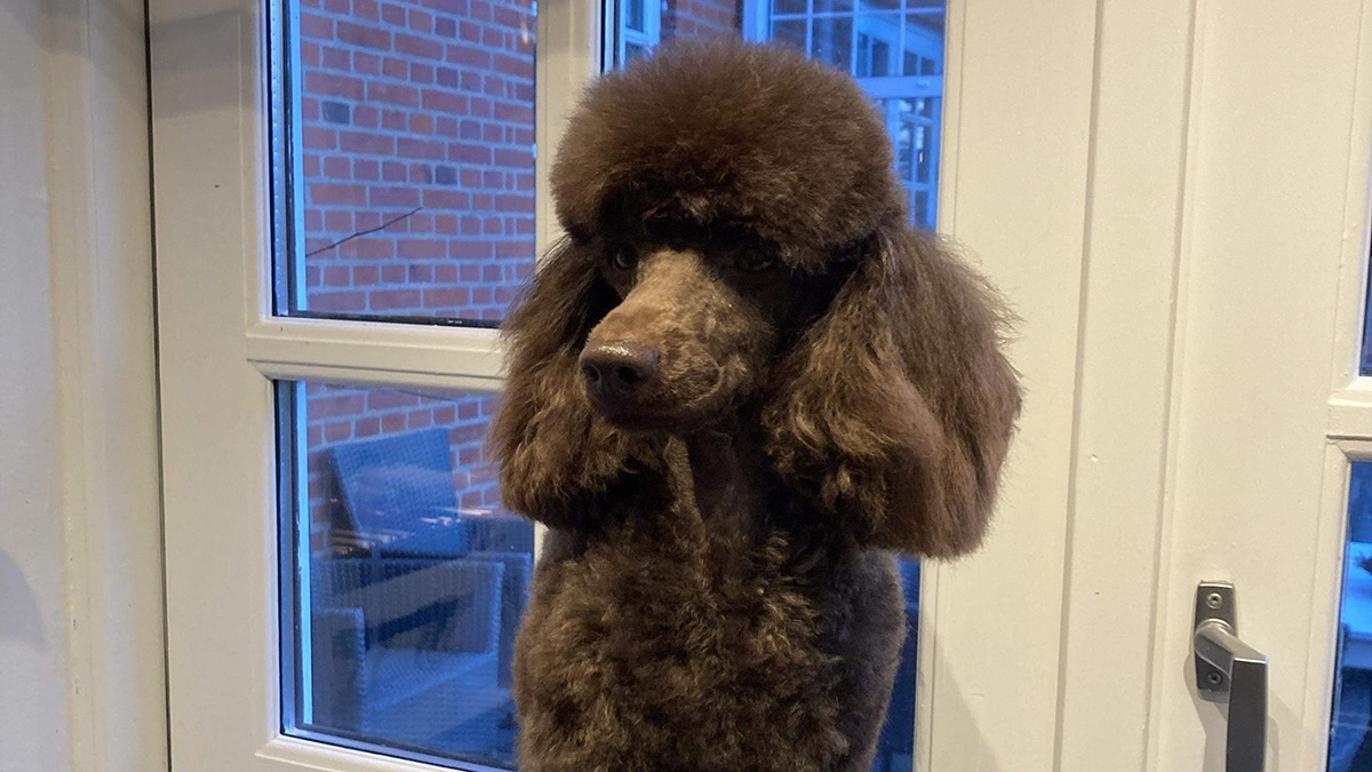 Images Vibes Lille Hundesalon