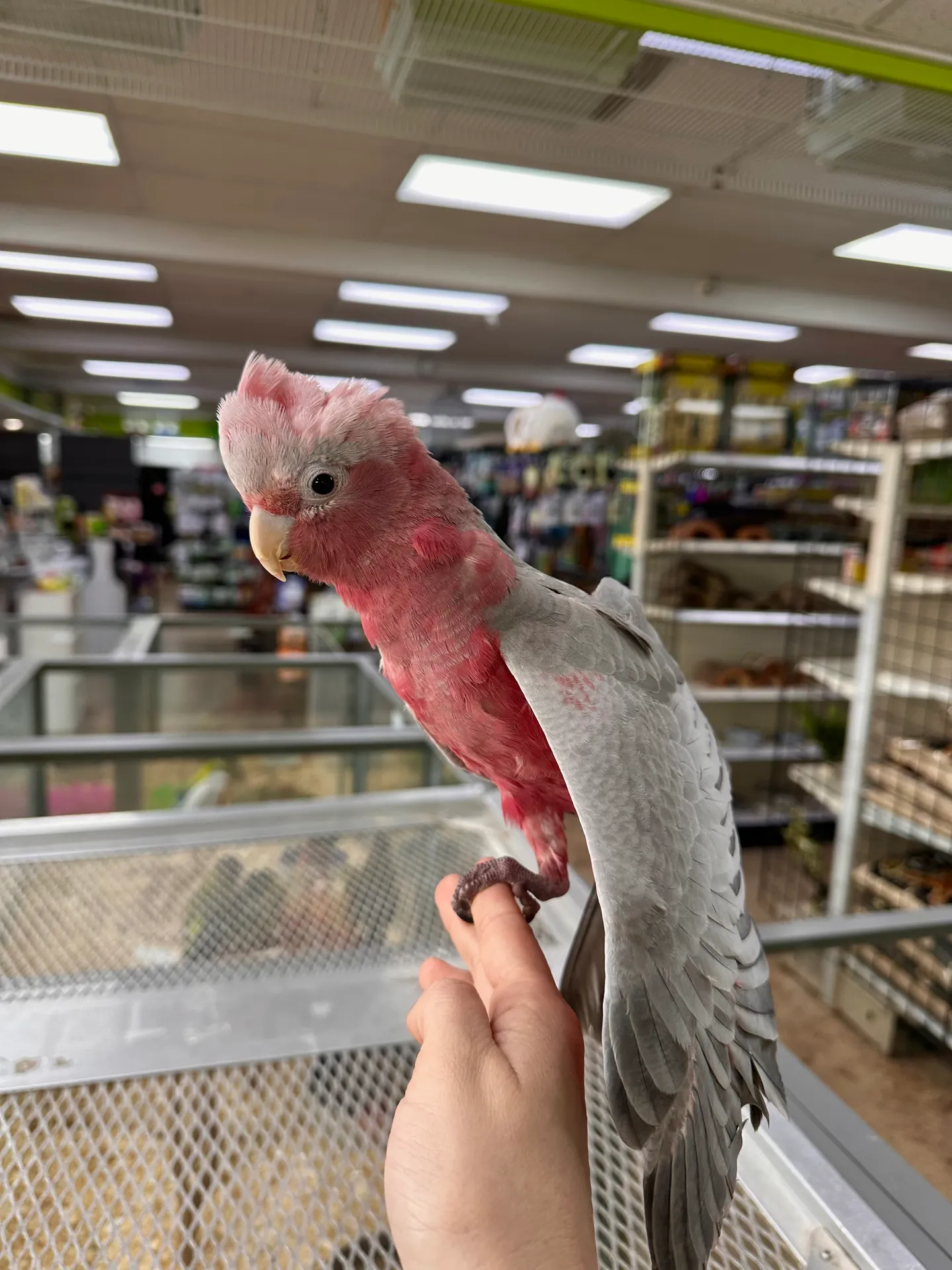 Image of Local Pet Event New Delivery of Exotic Baby Birds! Nearby