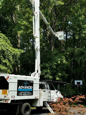 Images Advanced Tree Experts