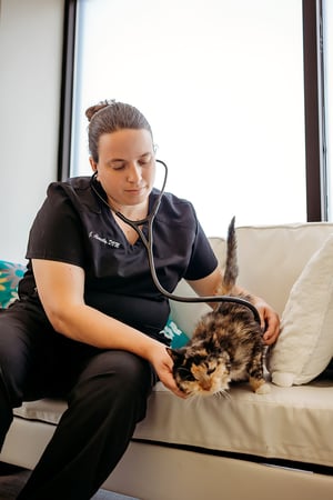 Images PetVet365 Pet Hospital Indianapolis / Eagle Creek