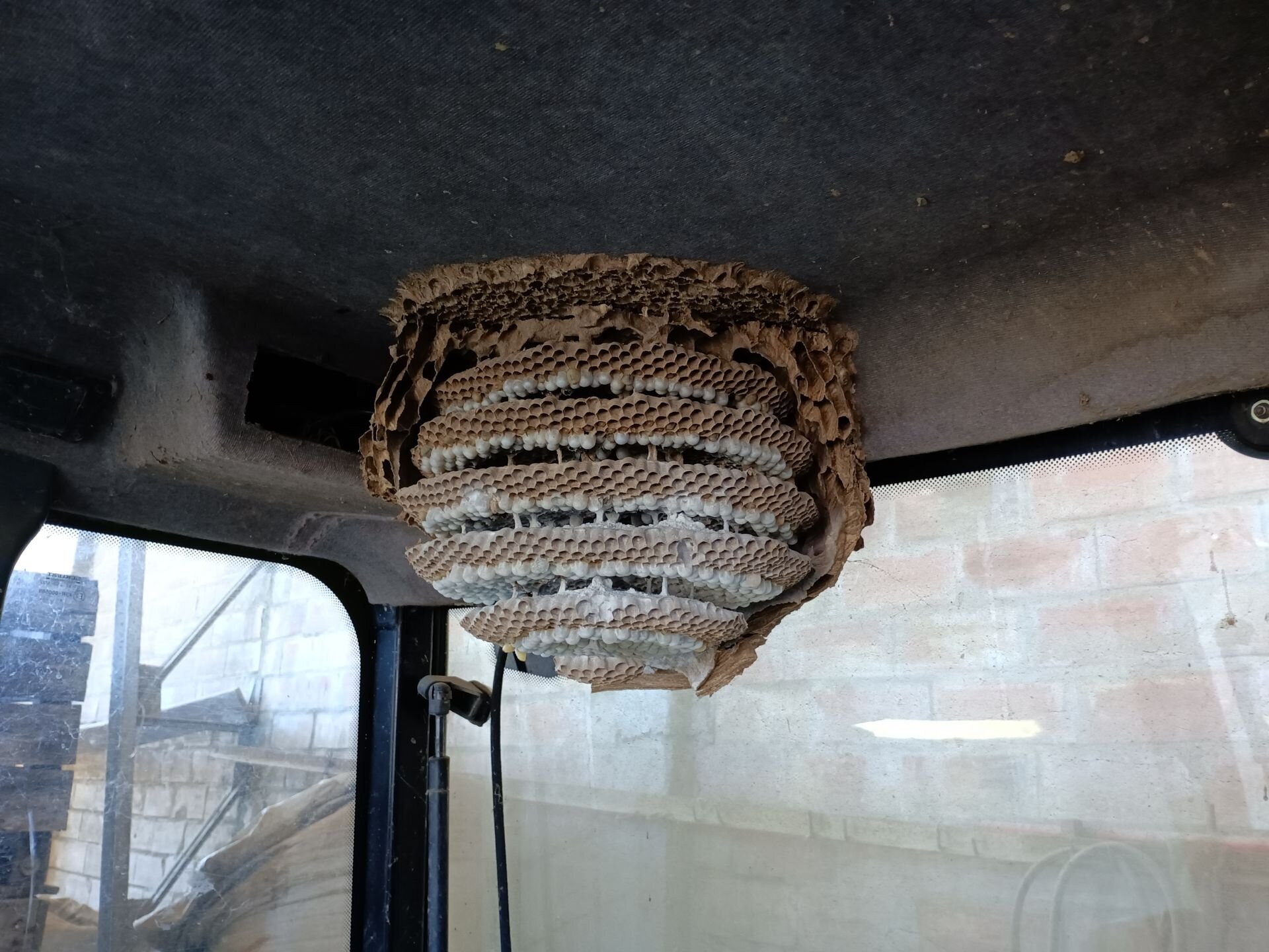 Images CLG Nuisibles-Guêpes-Frelons