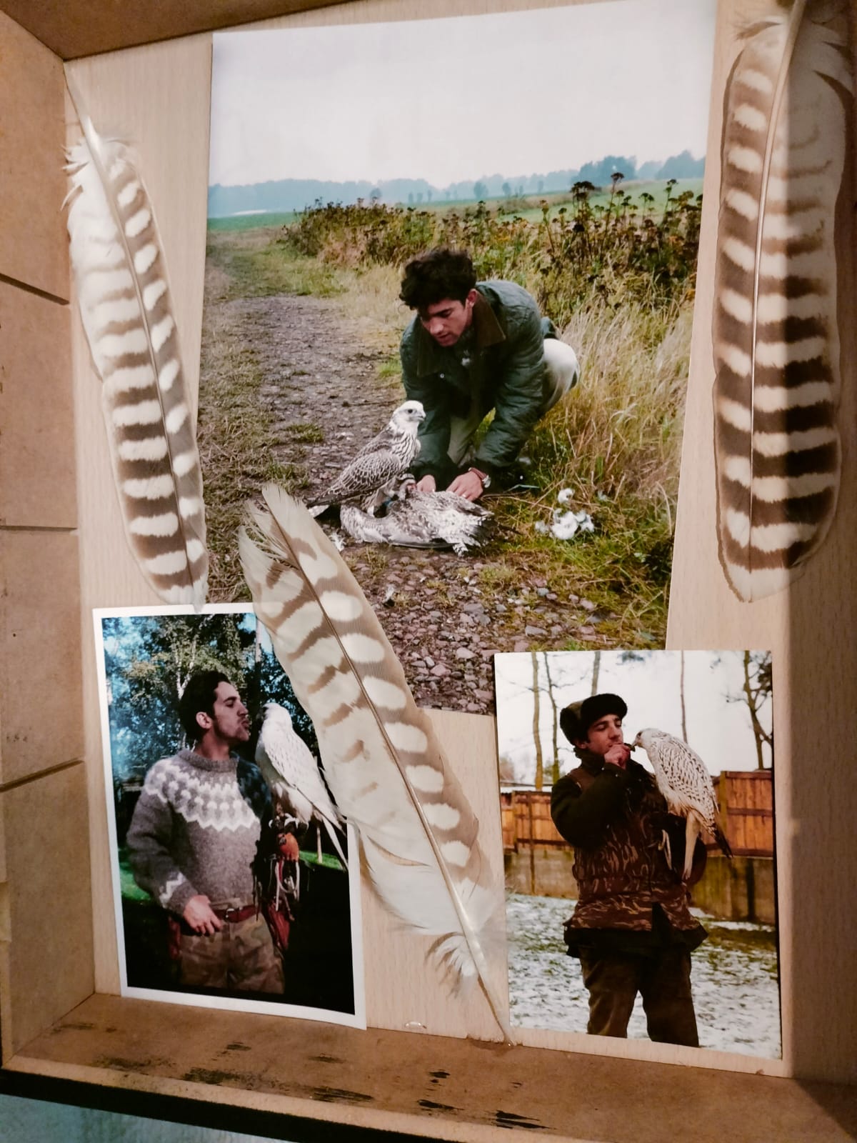 Images Bird Control Falcon S.L.