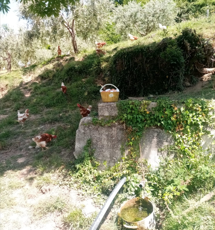 Images Azienda Agricola Cifrodelli