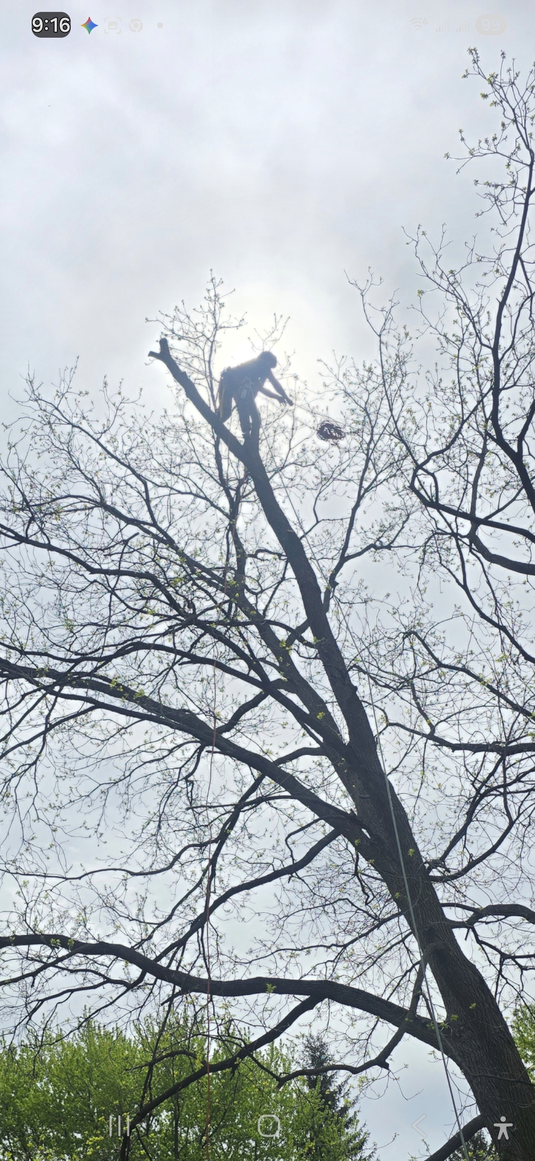 Man vs Tree