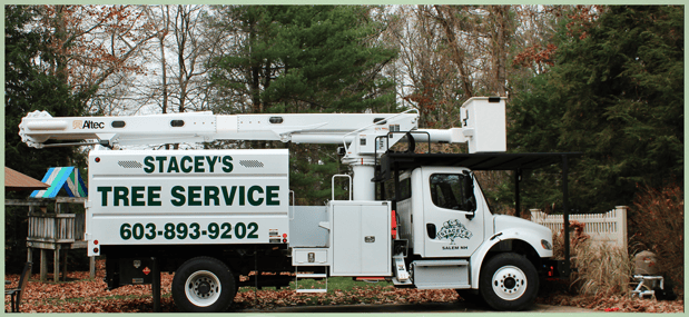 Images Stacey's Tree Service