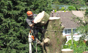 Clear View Tree & Hedge Services Ltd Brixham 01803 882808