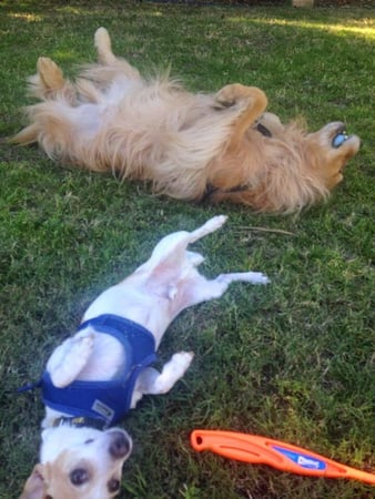 Images Del Mar Doggers dog walking, dog sitting, overnight stays