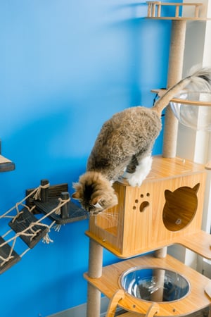 Images PetVet365 Pet Hospital Pittsburgh / South Hills