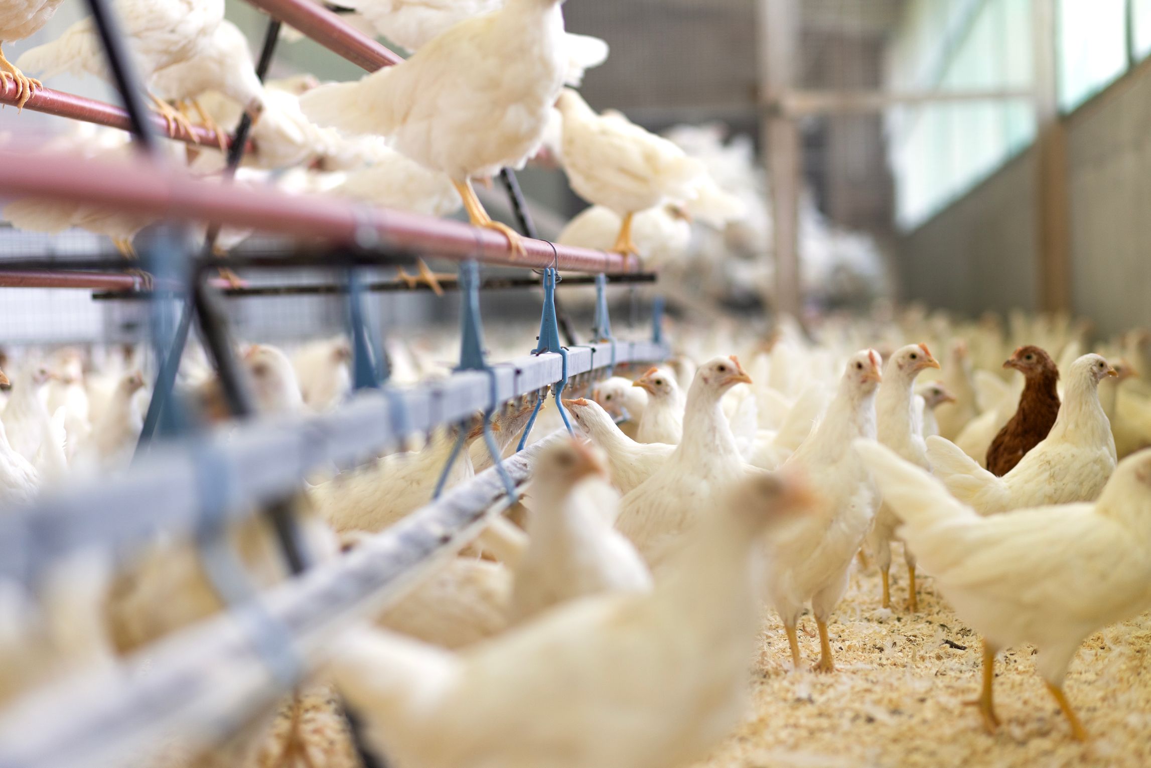 Bilder Soller Junghennen AG