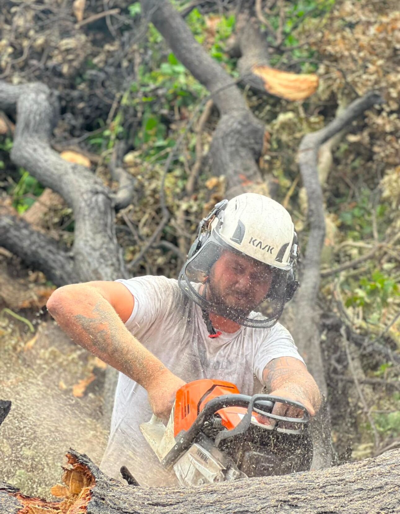 Images Trident Tree Solutions Ltd.