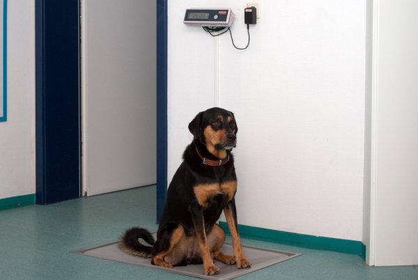 Bild 6 Tierarztpraxis Dr. med. vet. Ruth Riechert in Liederbach am Taunus