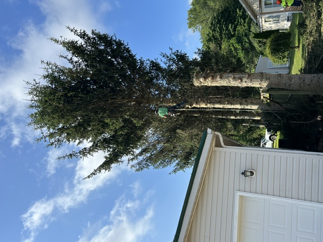 Lucca Landscaping & Construction LLC provides safe and efficient tree removal services to help protect your property and maintain a clean, open landscape. Whether due to damage, disease, or space planning, we handle each removal with precision and care. Our team is committed to completing every job with minimal disruption and maximum safety. You can count on us for professional service that gets the job done right.
