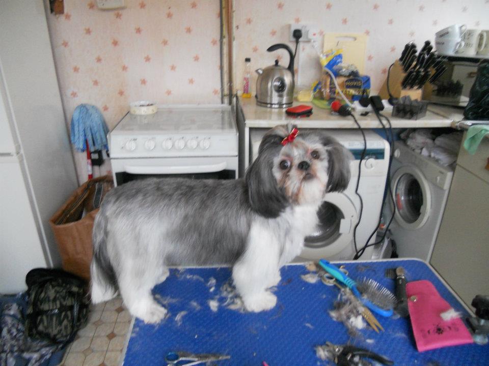 Paw-Fect Dog Grooming Thornton-Cleveleys 01253 829049