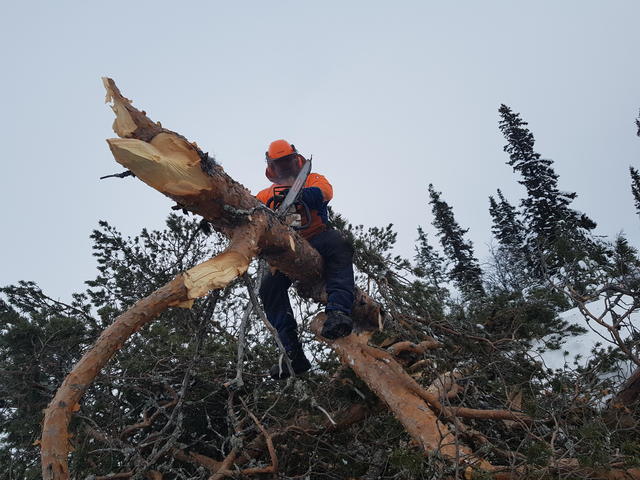 Images Skogspraktikern