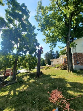 Images Rojas Chops Tree Service LLC