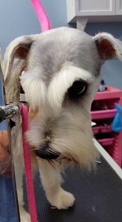 Images Palm Harbor Pet Grooming