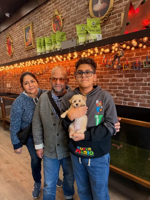 Puppies Direct Image