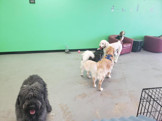 Images Highland Pets