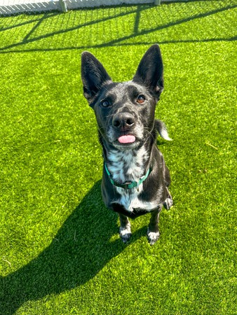 Images Feeders Pet Supply Boarding & Daycare