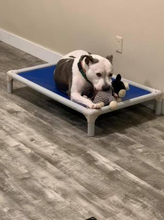 Images Elkhound Ranch Kennels