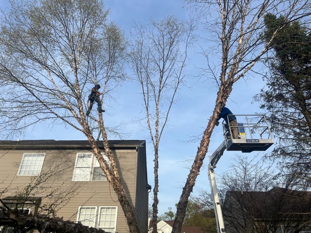 Images Spears Tree Experts Inc.