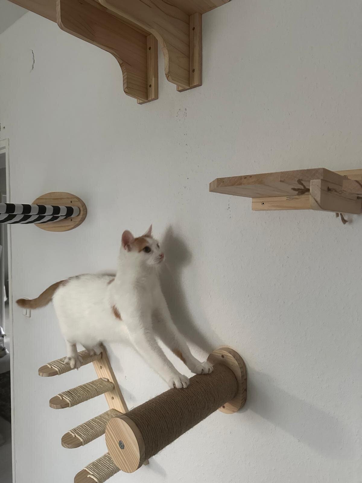 Maggy's Mobiler Katzenservice Unna, Ahornstraße 9 in Unna