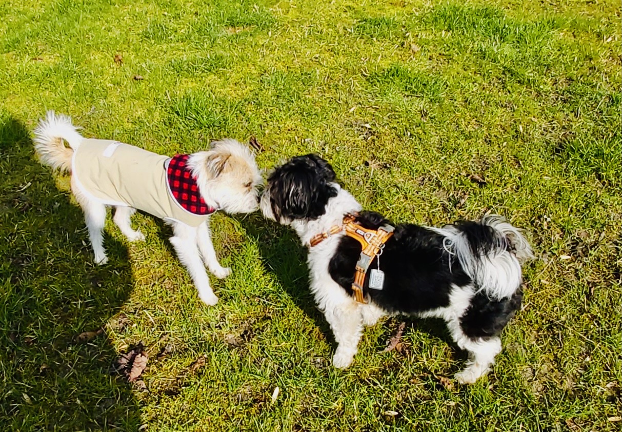 Hundecollege Hamburg, Farnstieg 9 in Hamburg