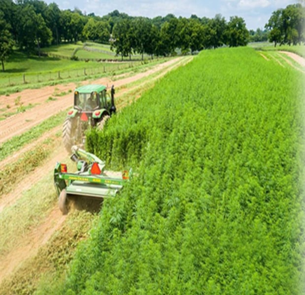 Images NM Brief Relief: Medical Marijuana Cards & CBD Products