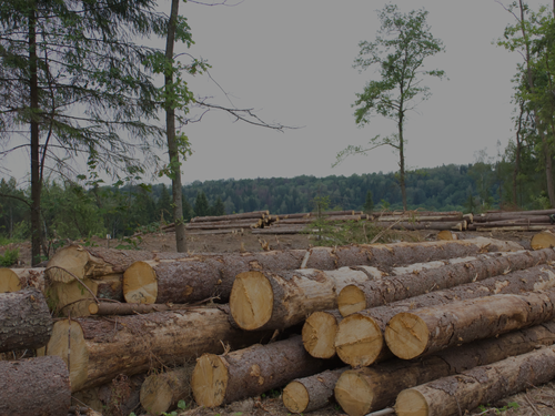 Land Clearing and Logging
Our land clearing and logging services are designed to meet your needs efficiently and sustainably.