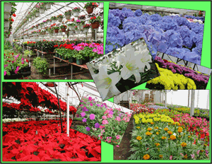 Images Essex Florist & Greenhouses, Inc