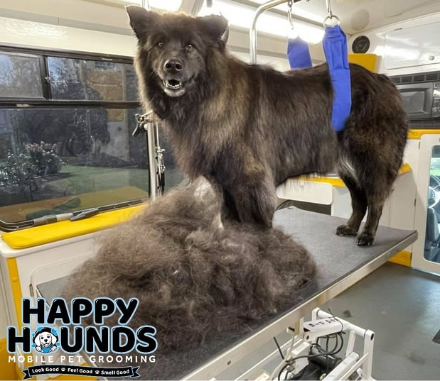 Images Happy Hounds Mobile Pet Grooming