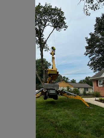Images Northeast Tree Experts