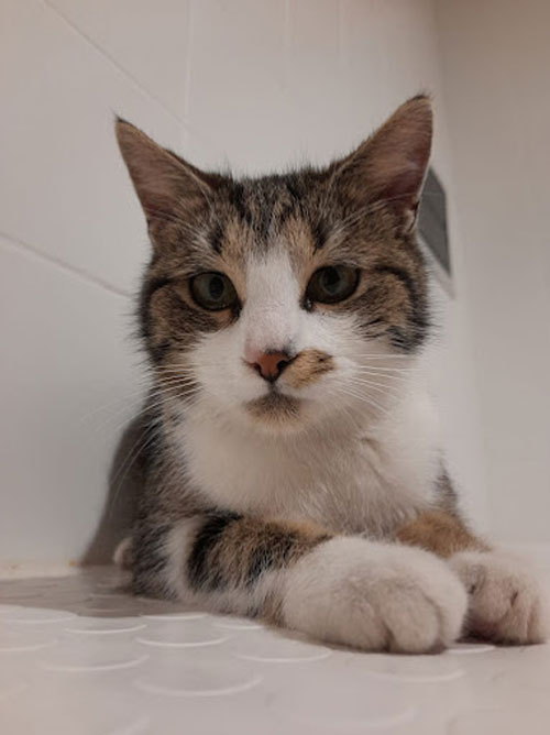 Images Palizia Toelettatura Cani e Gatti