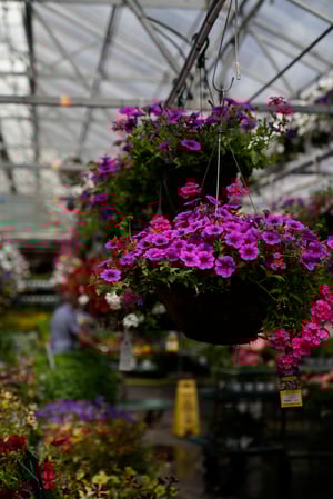 Images Mahoney's Garden Center