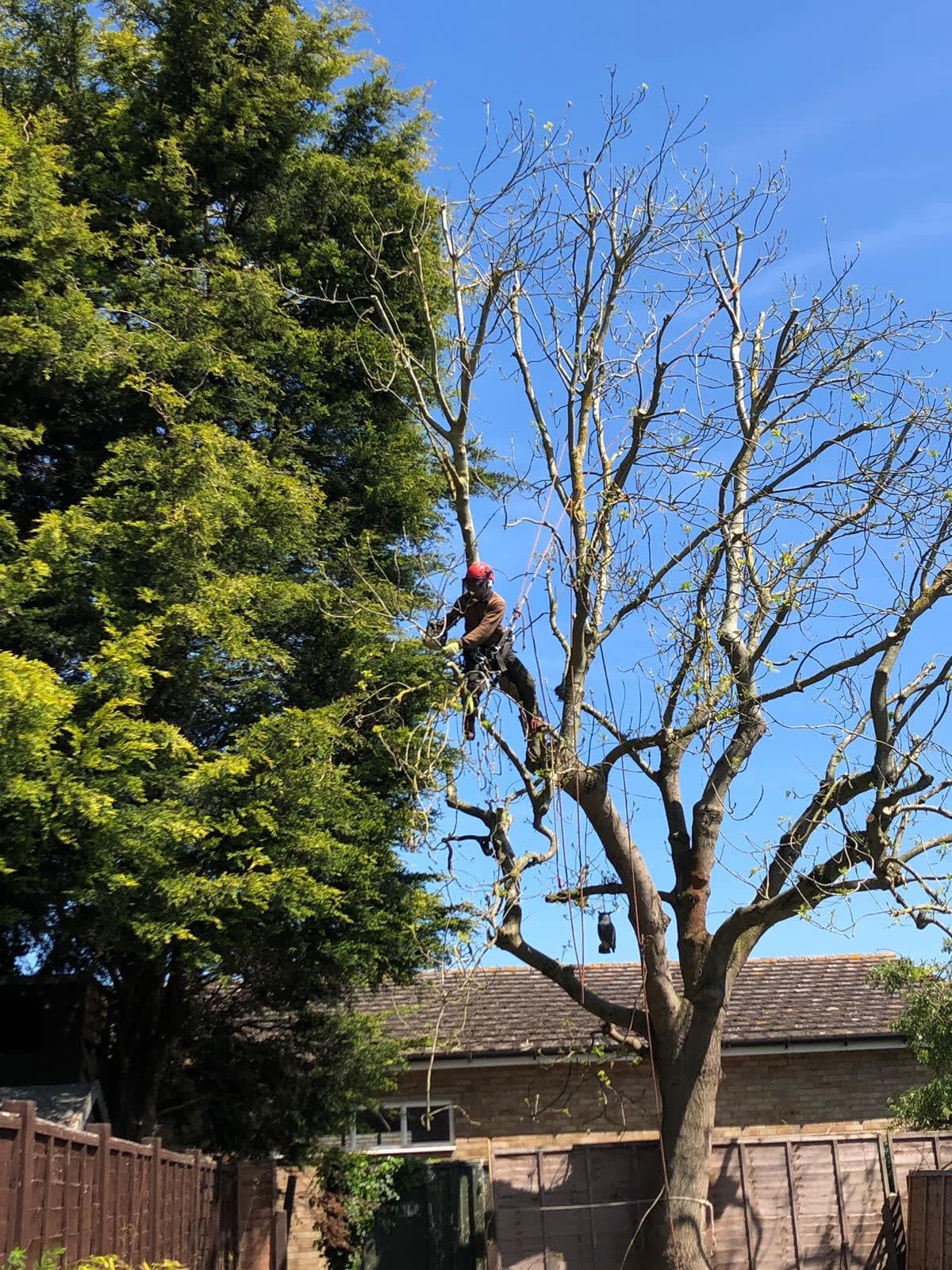 Images Ms Tree Care Ltd