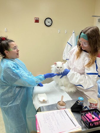 Images VCA SouthPaws Veterinary Specialists & Emergency Center